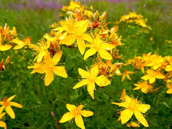 Raee flower